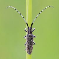 Longhorn Beetle - Agapanthea villosoviridescens 